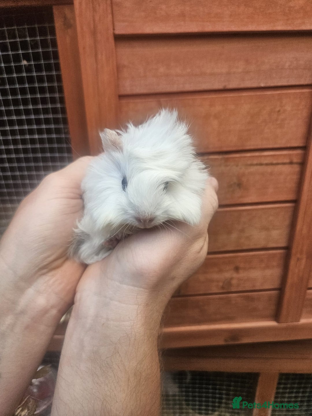 Guinea Pig rodents for sale: 3 boys left - Image 9
