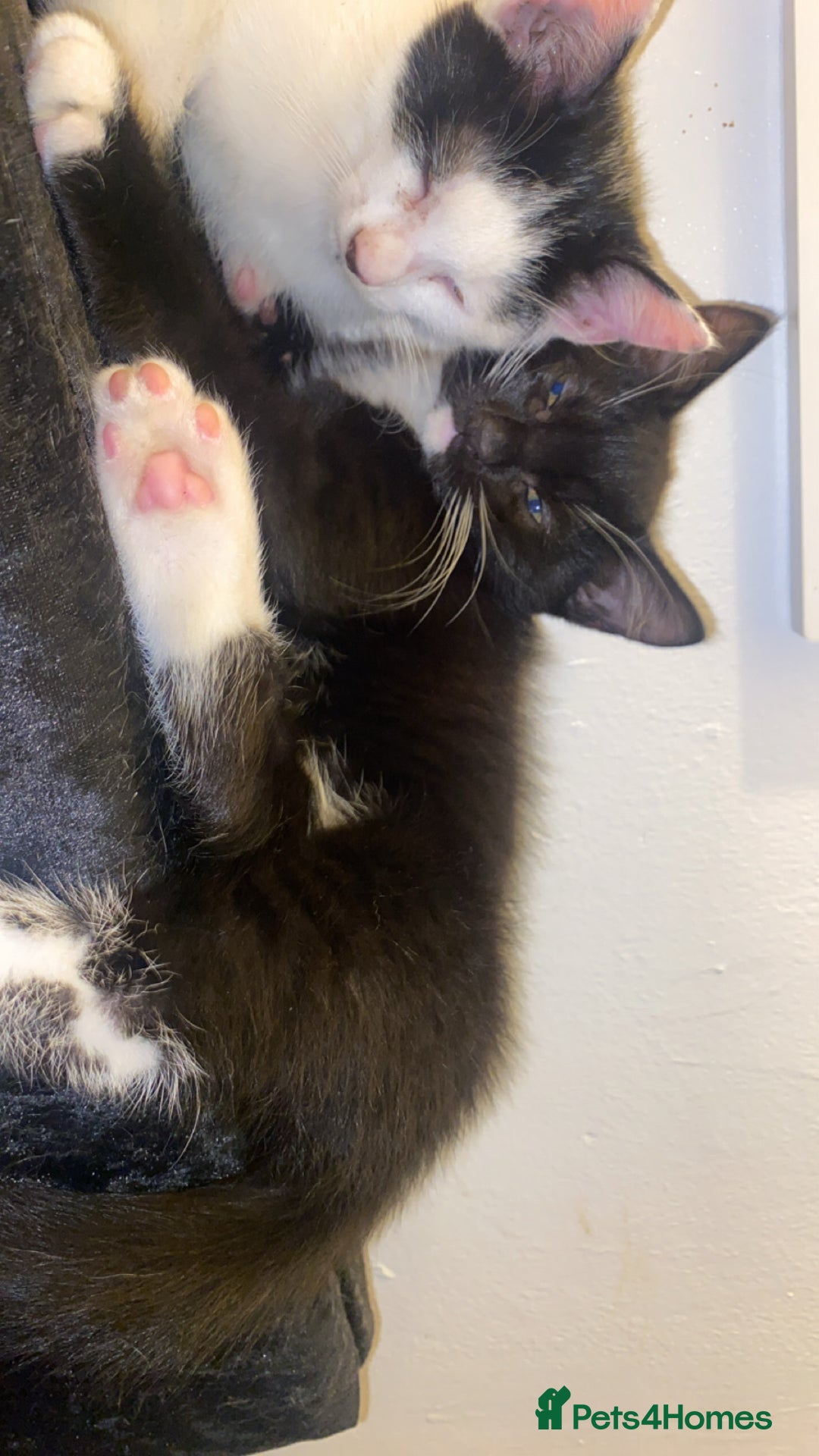 American Shorthair cats for sale: Kittens ready to leave  - Image 6