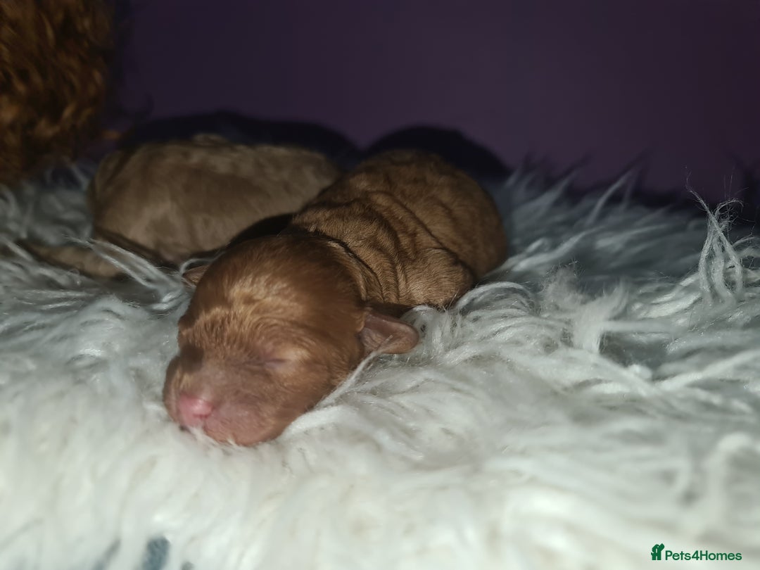 Toy Poodle dogs for sale: Beautiful toy poodle  - Advert 18