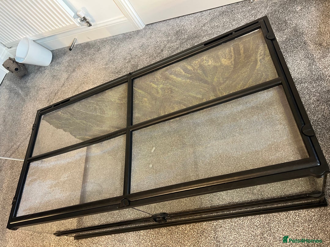 Leopard Gecko reptiles for sale: Exo Terra Terrarium - Full Leopard Gecko Setup - Advert 3