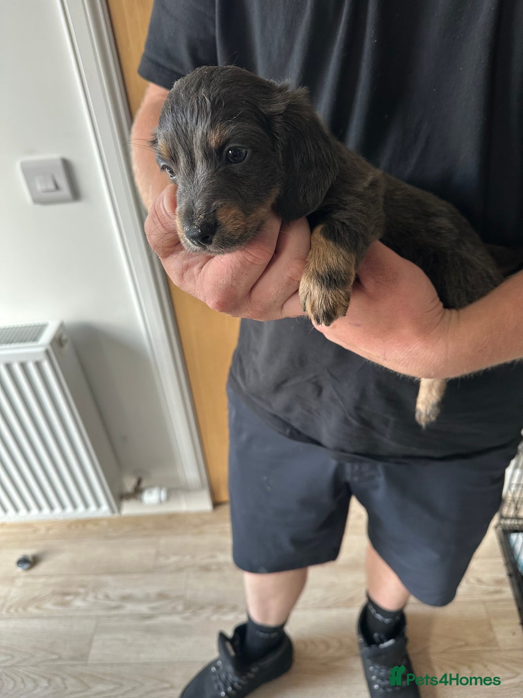 Miniature Dachshund dogs for sale: Miniature dachshund puppies  - Image 9