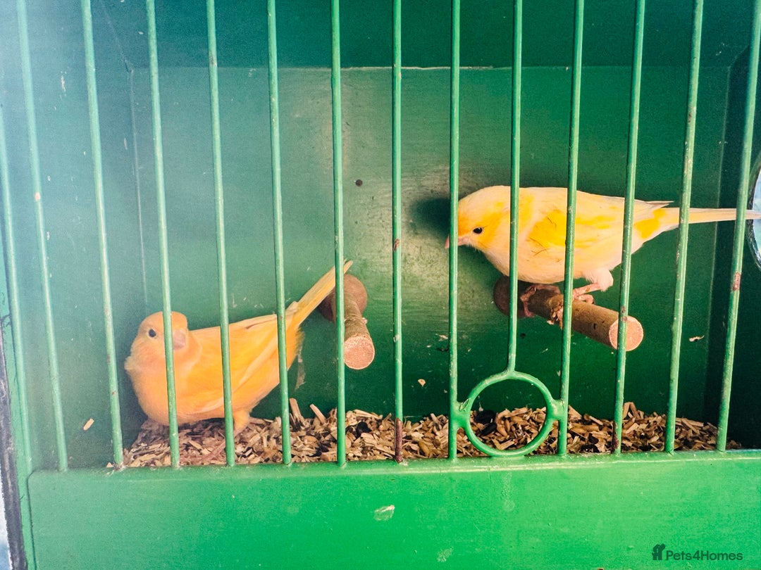 Canaries birds for sale: Pairs of mosaic canaries  - Advert 3