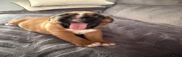 Boxer dogs for sale: Gorgeous classic boxers  in Newcastle - Advert 16