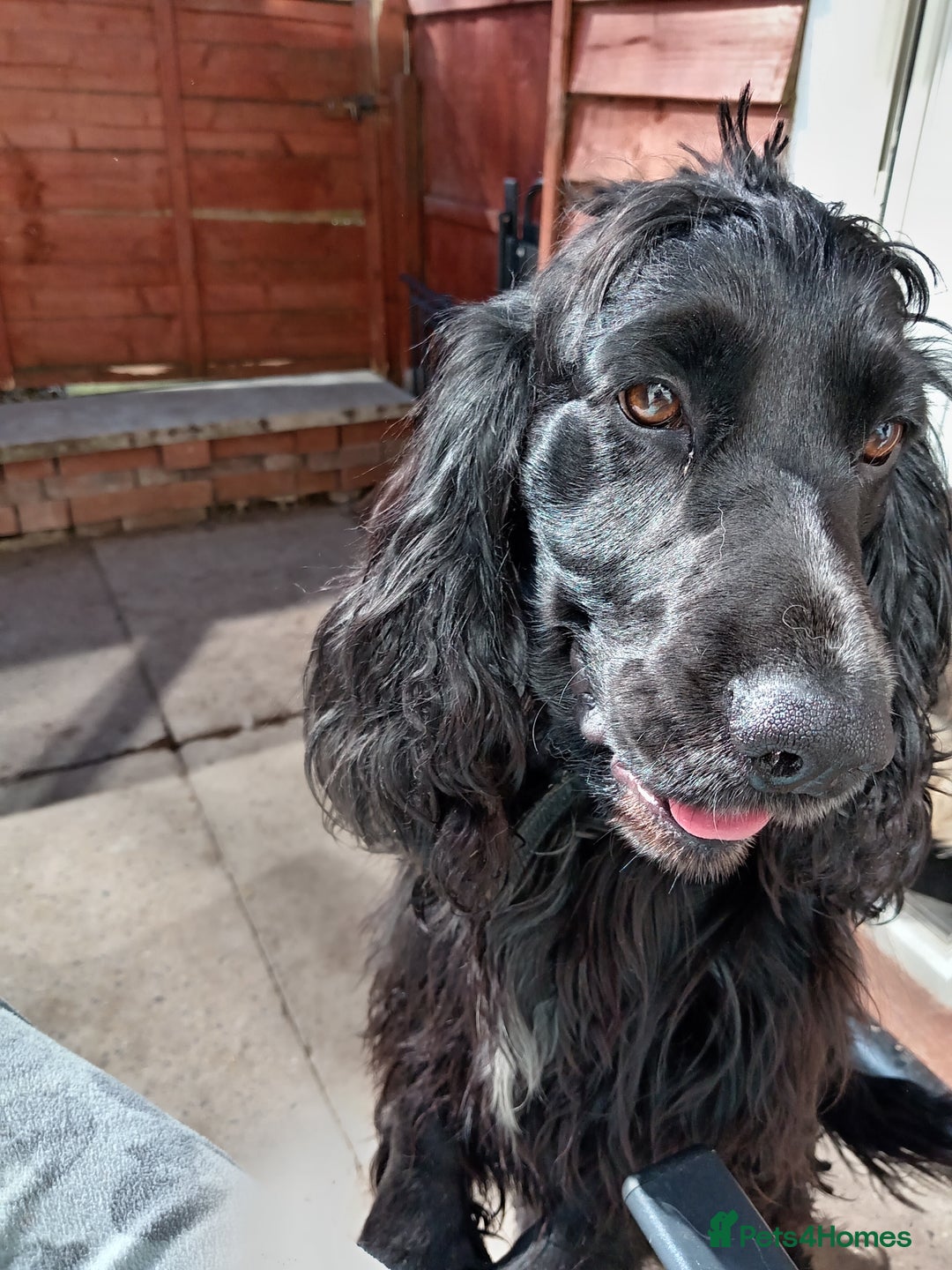 Cocker Spaniel dogs for stud: Blaze  - Image 8