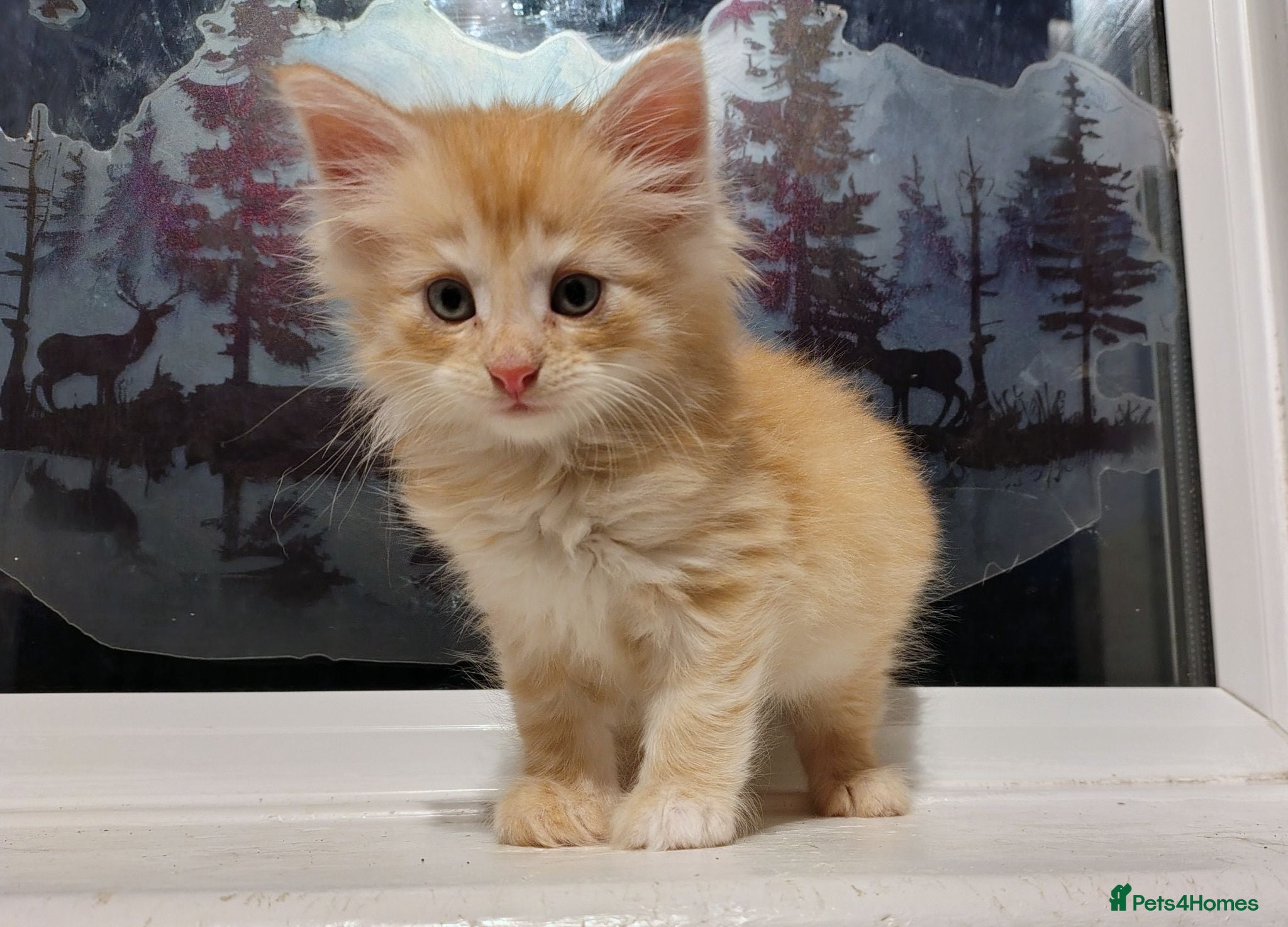 Norwegian Forest Cat cats Beautiful pedigree Norwegian Forest kittens  - Advert 14