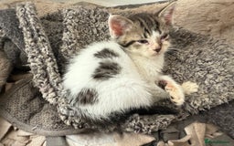 American Shorthair cats for sale: American shorthair cross  - Image 4
