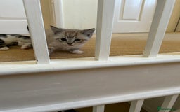 Mixed Breed cats for sale: Stunning kittens for sale  - Image 3