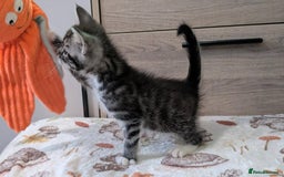Maine Coon cats for sale: Maine Coon - Image 32