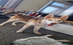 Siberian Husky dogs for sale: Siberian husky male pup - Image 1
