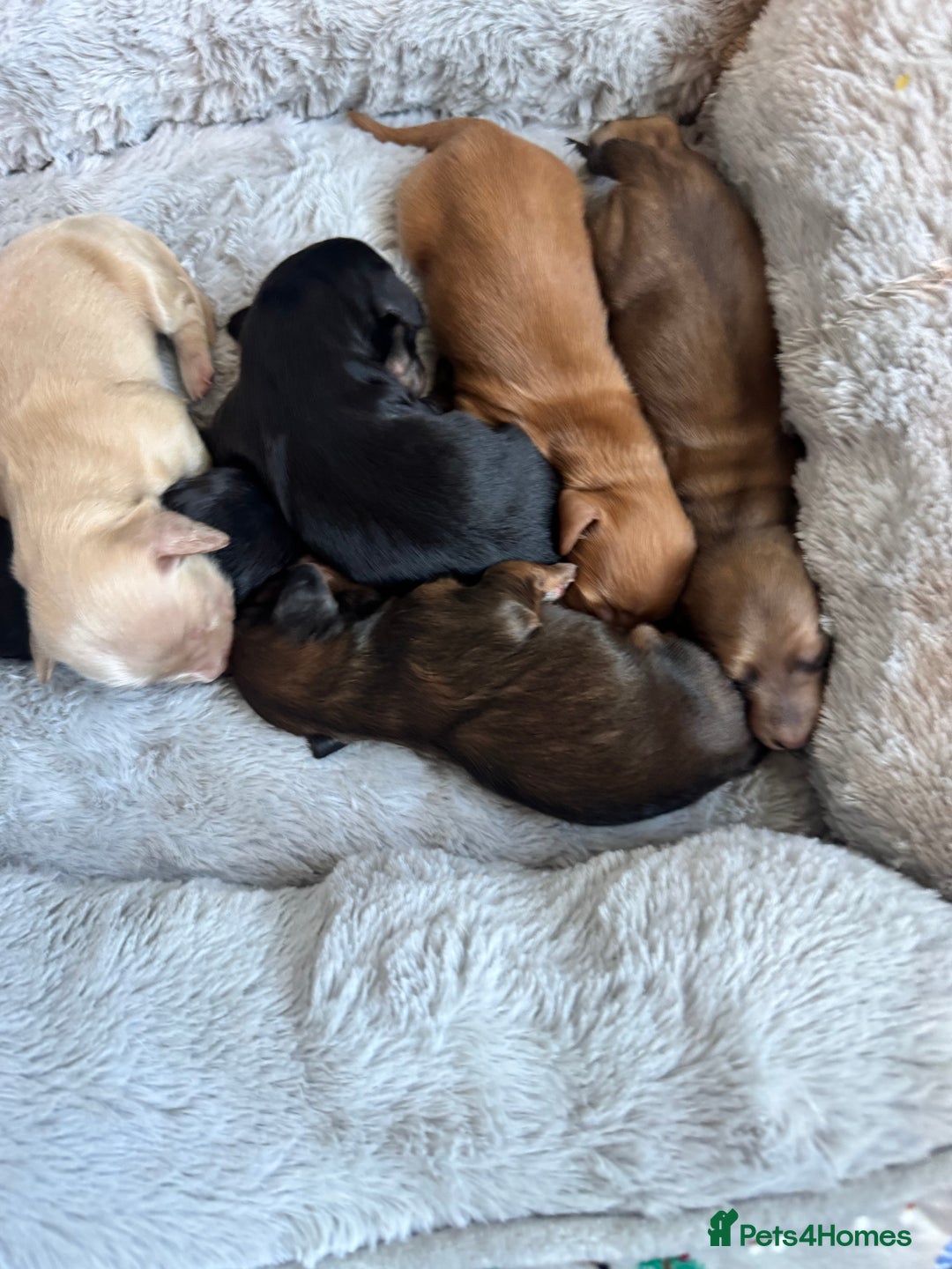 Miniature Dachshund dogs for sale: BEAUTIFUL KC LONG HAIR PUPPYS AVAILABLE TO RESERVE - Advert 1