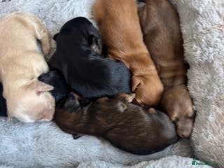 Miniature Dachshund dogs BEAUTIFUL KC LONG HAIR PUPPYS AVAILABLE TO RESERVE - Advert 3