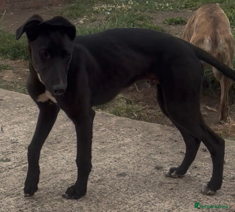 Mixed Breed dogs Male lurcher pup - Advert 1