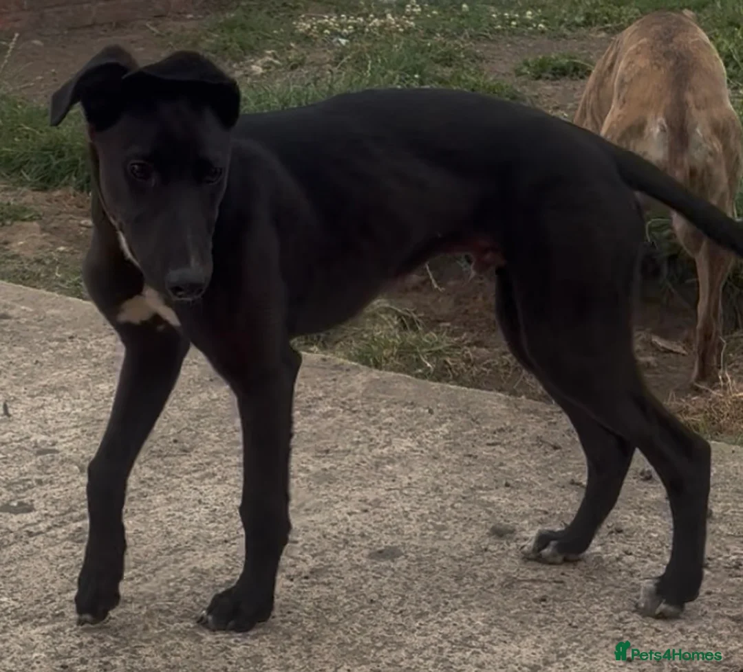 Mixed Breed dogs for sale: Male lurcher pup - Advert 1