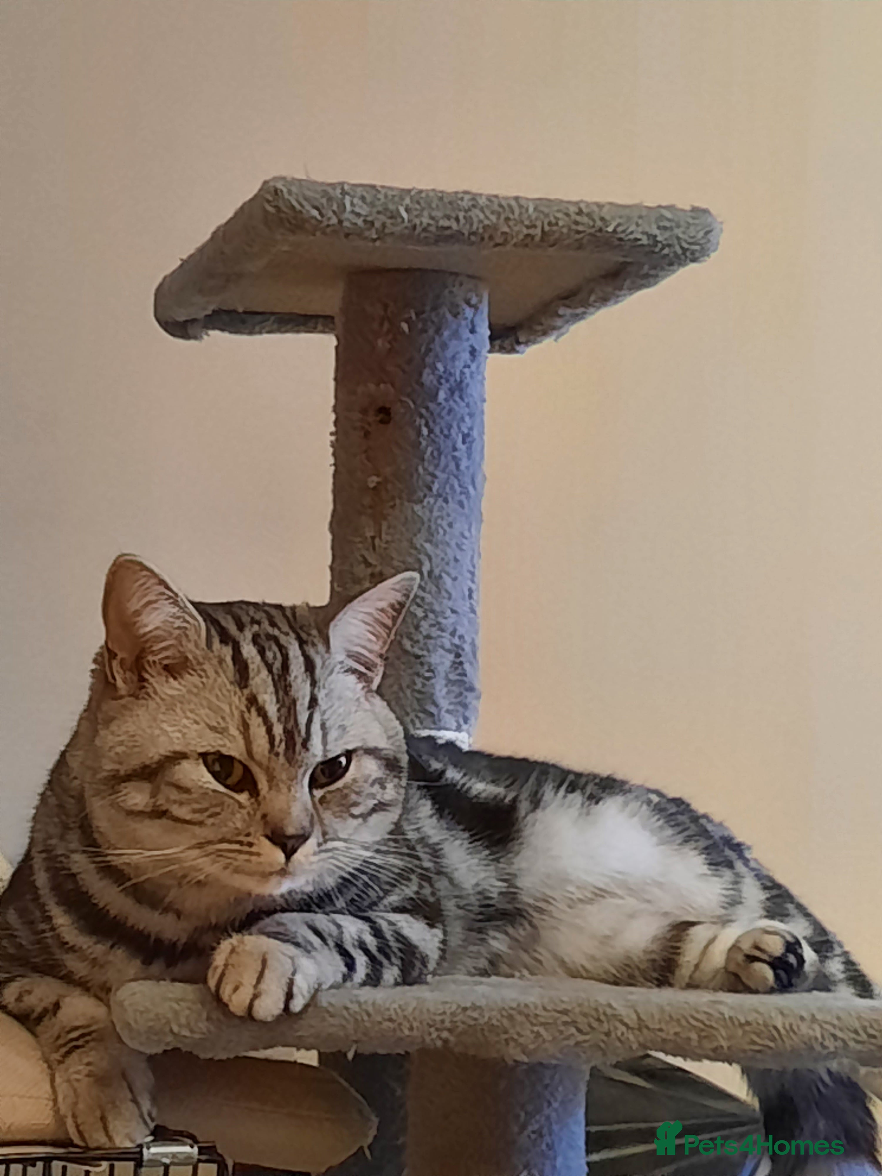 British Shorthair cats Brithish shorthair male in Barking - Advert 1