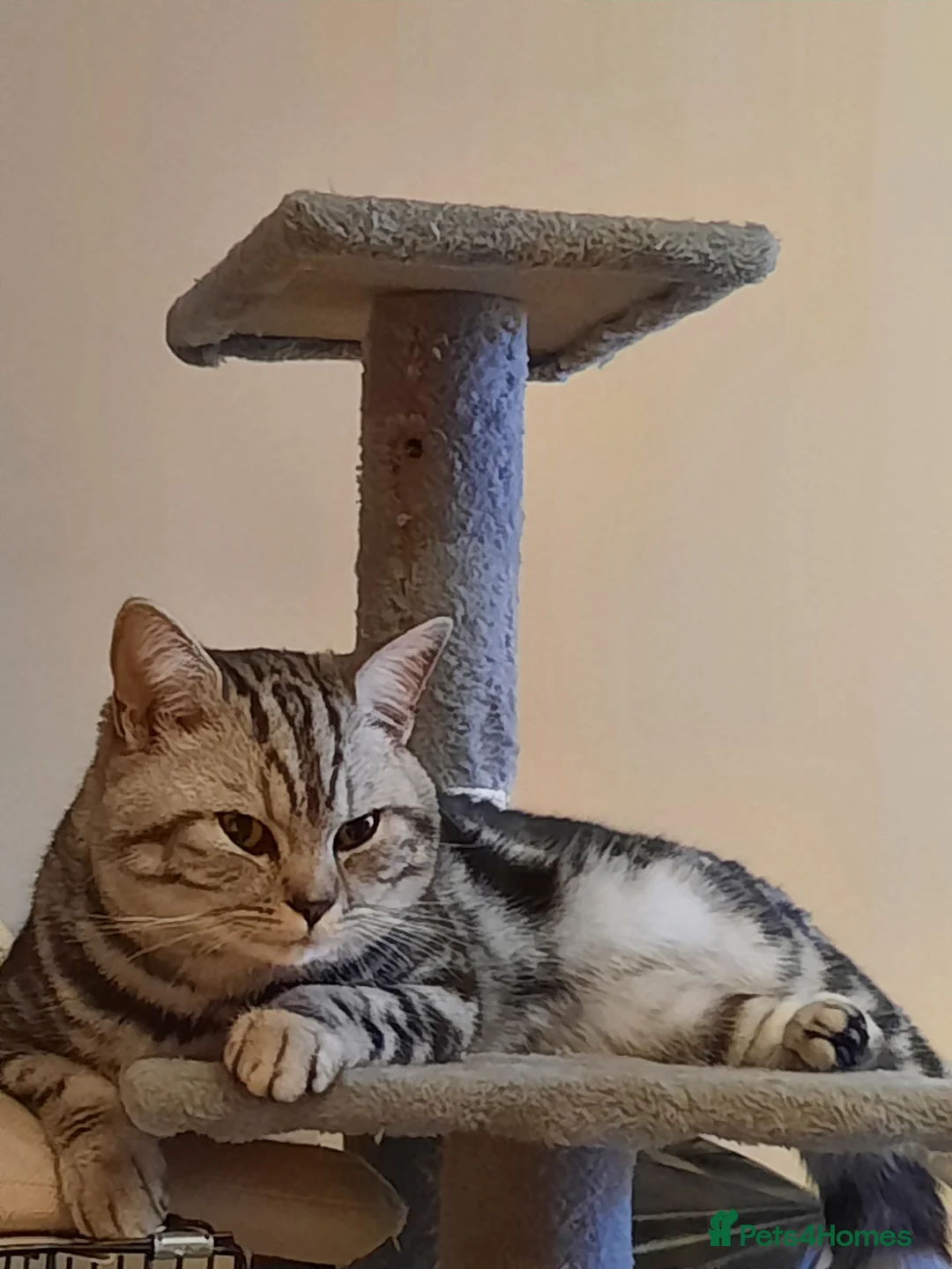 British Shorthair cats for stud: Brithish shorthair male in Barking - Advert 1