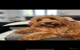 Mini Goldendoodle dogs for sale: 2 Mini Goldendoodle girls - Advert 3