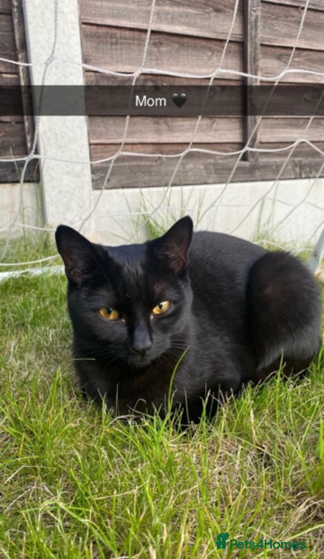Mixed Breed cats for sale: Beautiful Tabbie Kittens 😻 - Advert 8