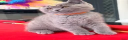 British Shorthair cats for sale: 2 BOYS AVAILABLE - GCCF BSH Kittens - Advert 19