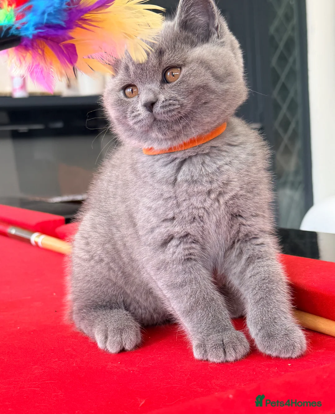 British Shorthair cats for sale: 2 BOYS AVAILABLE - GCCF BSH Kittens - Advert 19