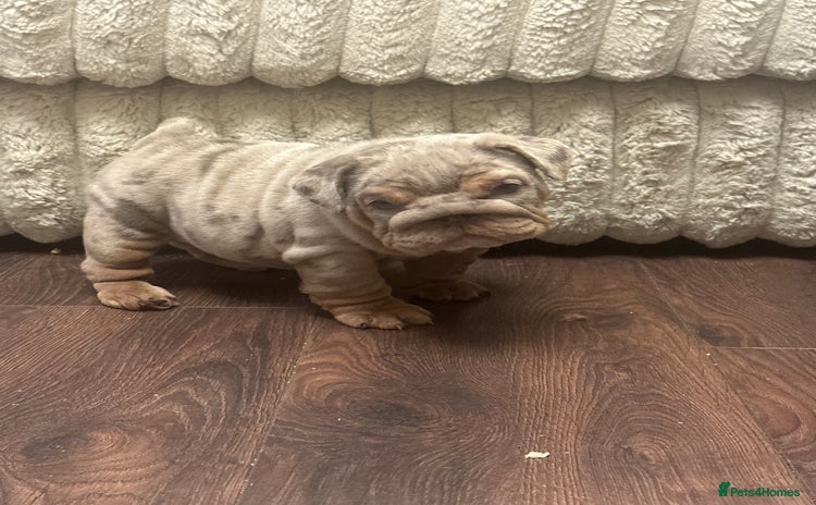 English Bulldog dogs - Advert 1