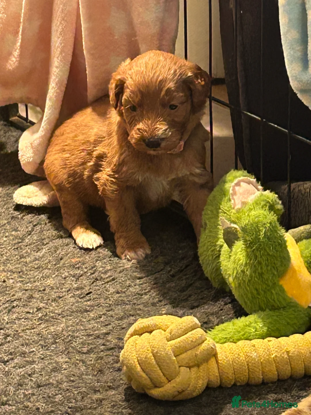 Mixed Breed dogs for sale: Red doodles - Advert 17