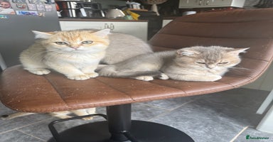 British Shorthair cats - Advert 3
