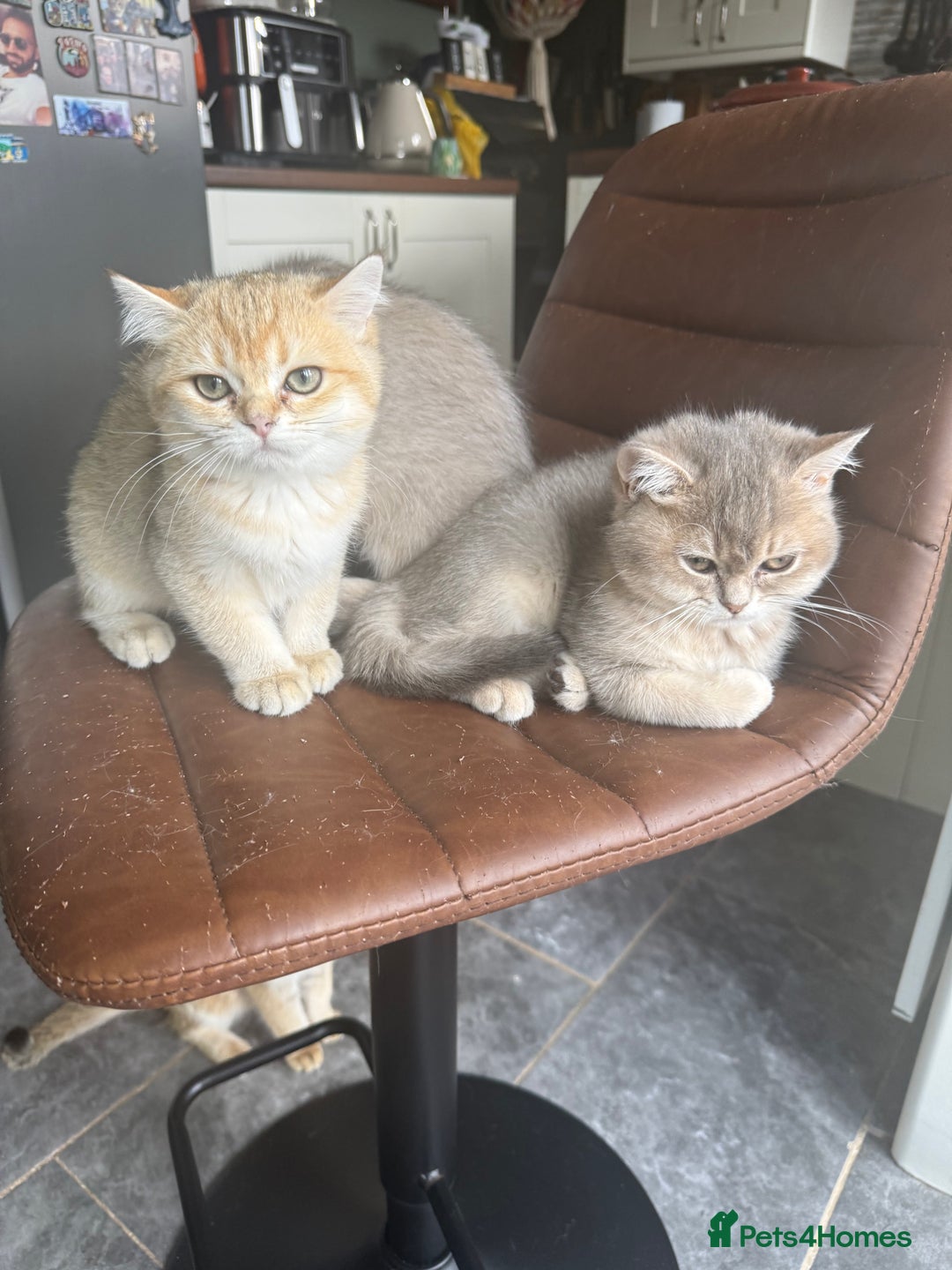 British Shorthair cats for sale: Top quality Champion Gccf british shorthair - Image 3