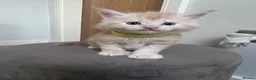 Maine Coon cats for sale: Polydactyl and non poly ready to reserve  - Advert 2