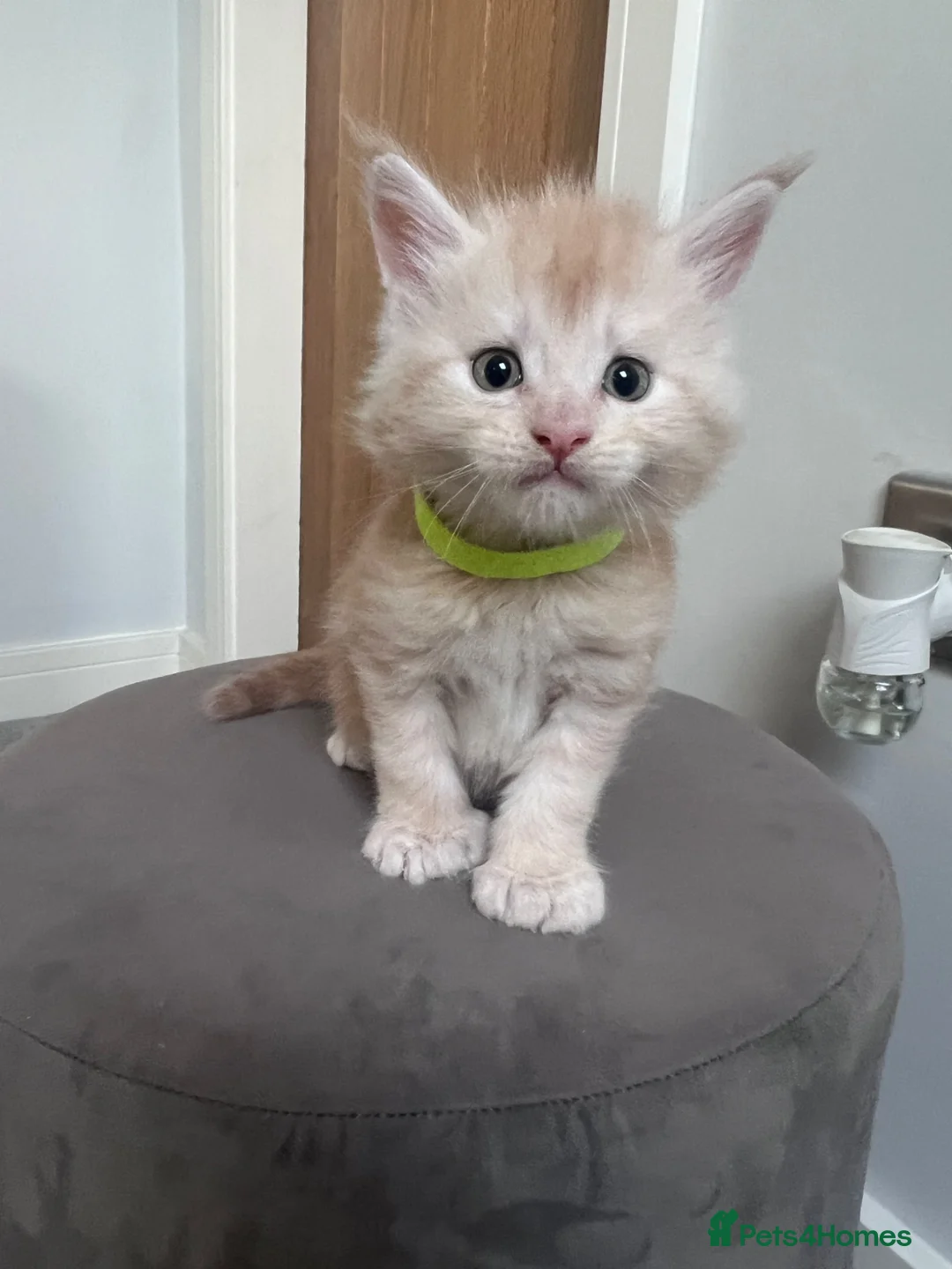 Maine Coon cats for sale: Polydactyl and non poly ready to reserve  - Advert 2