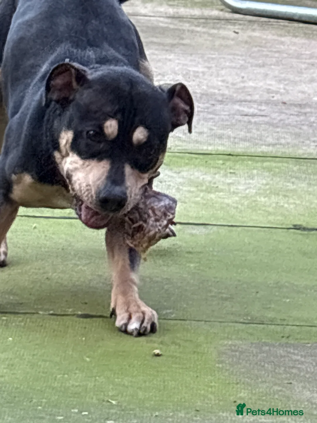 Mixed Breed dogs for sale: Mixed breed girl  - Advert 2