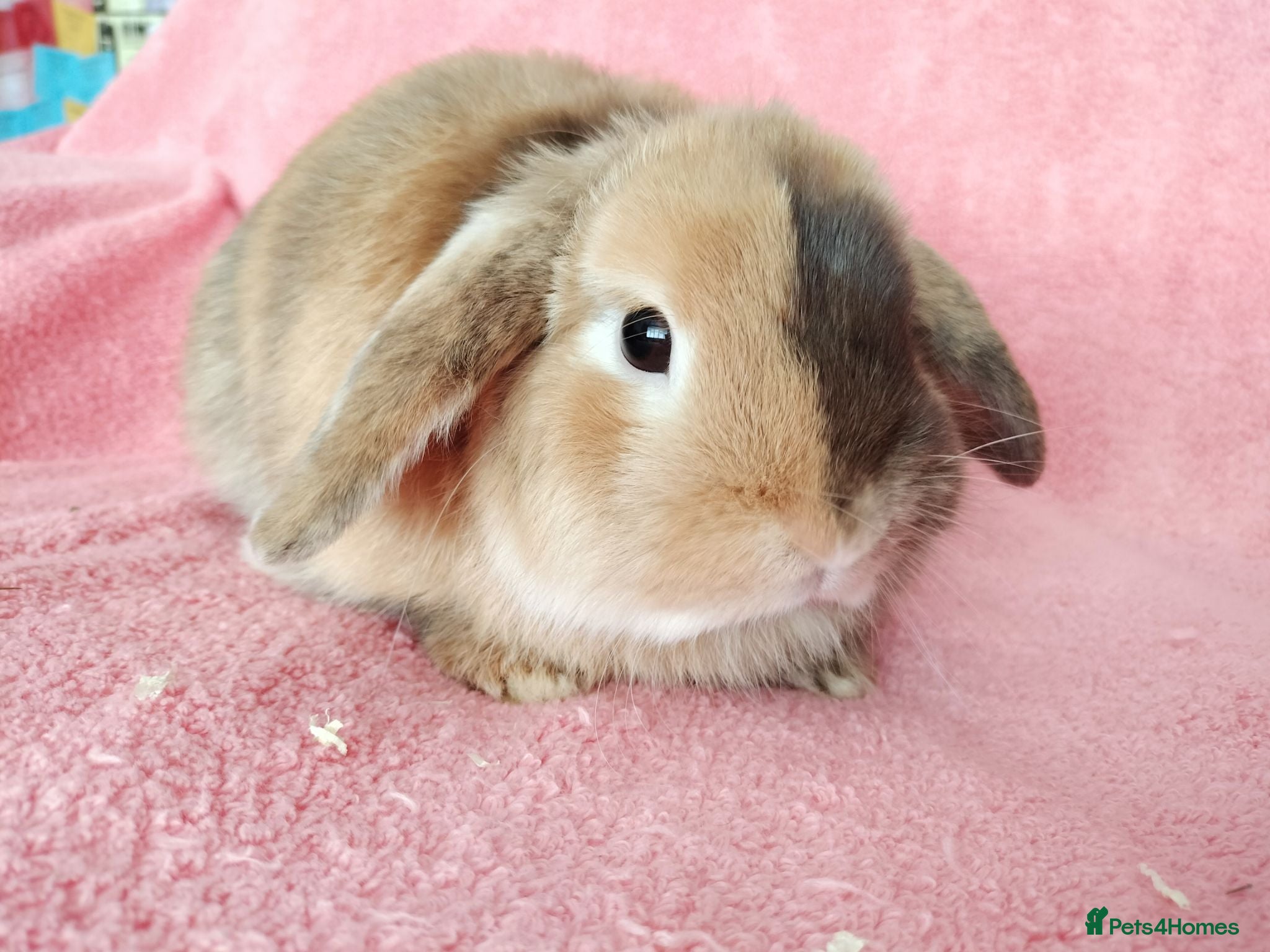 Mini Lop rabbits Adult mini lop for sale  - Advert 2
