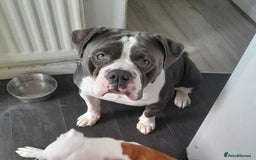 Olde English Bulldogge dogs for sale: Beautiful boy needs rehoming. - Image 4