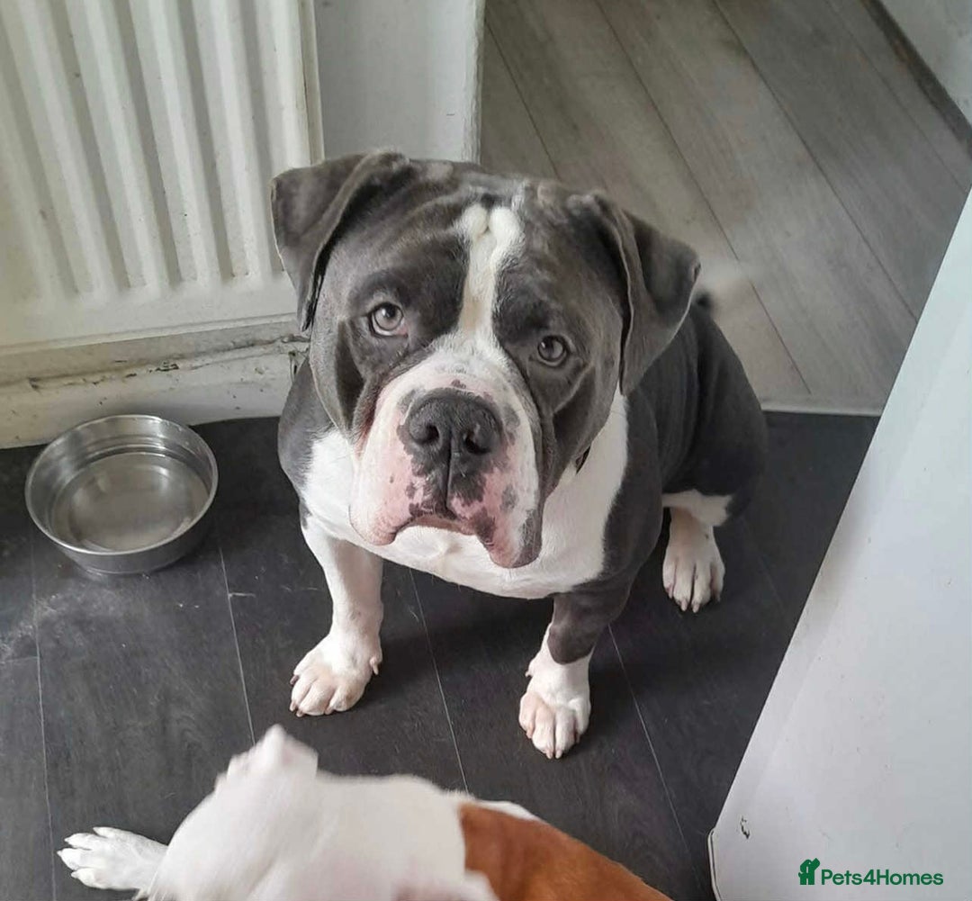 Olde English Bulldogge dogs for sale: Beautiful boy needs rehoming. - Image 4