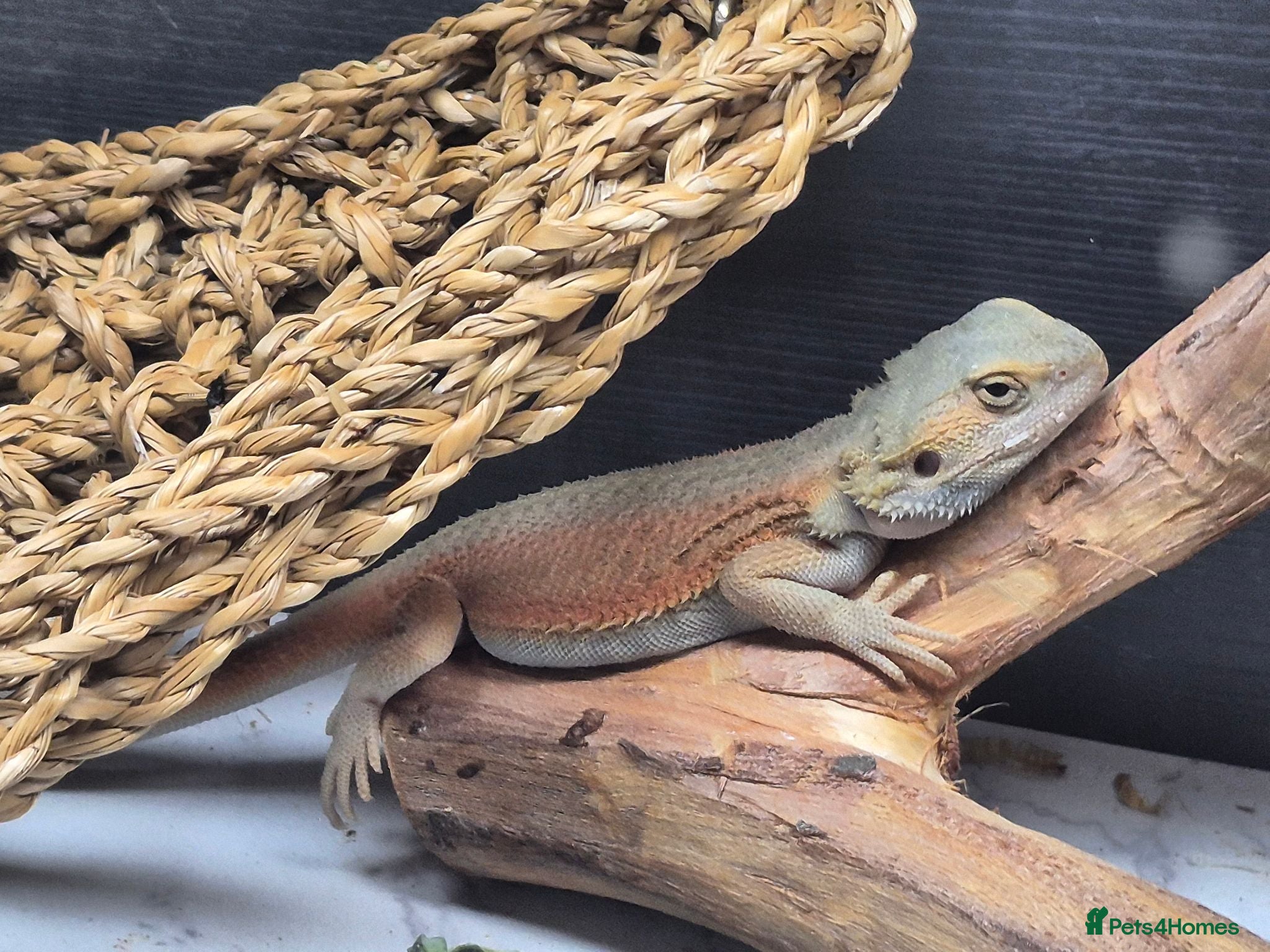 Bearded Dragon reptiles Baby bearded dragons  - Advert 1