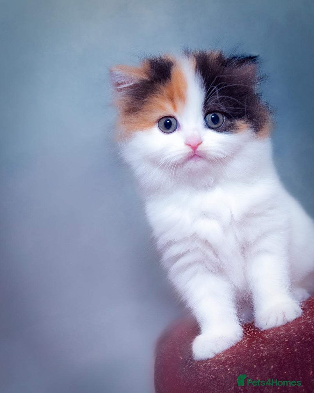 Scottish Fold cats for sale: The highest breeding quality Scottish Straight  - Advert 2