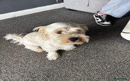 Bichon Frise dogs for sale: Bichon maltese - Image 4