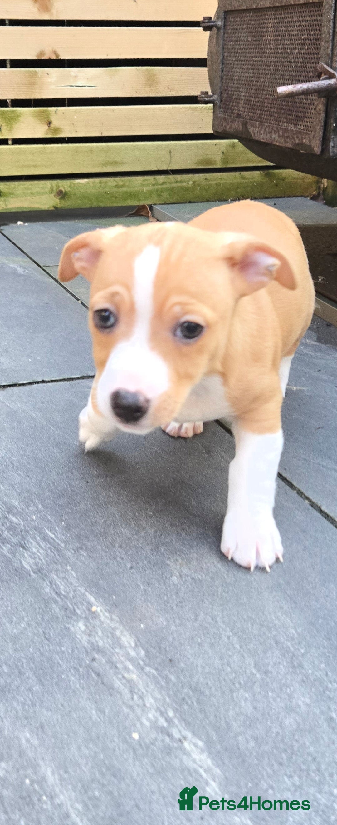 Jack Russell dogs for sale: Jack Russell puppies  - Advert 3