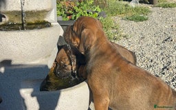 Olde English Bulldogge dogs for sale: Beautiful olde English bulldog pups - Image 5