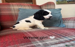 Cocker Spaniel dogs for sale: KC registered, health tested, show type puppies  - Image 8