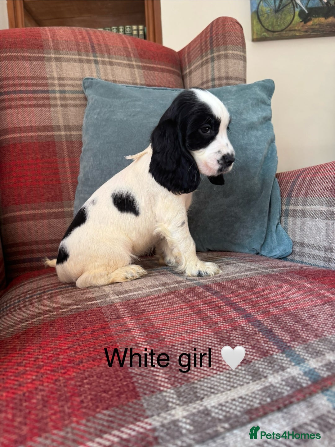 Cocker Spaniel dogs for sale: KC registered, health tested, show type puppies  - Image 8