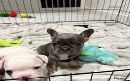 French Bulldog dogs for sale: Beautiful Boy Frenchie Puppy - Image 19