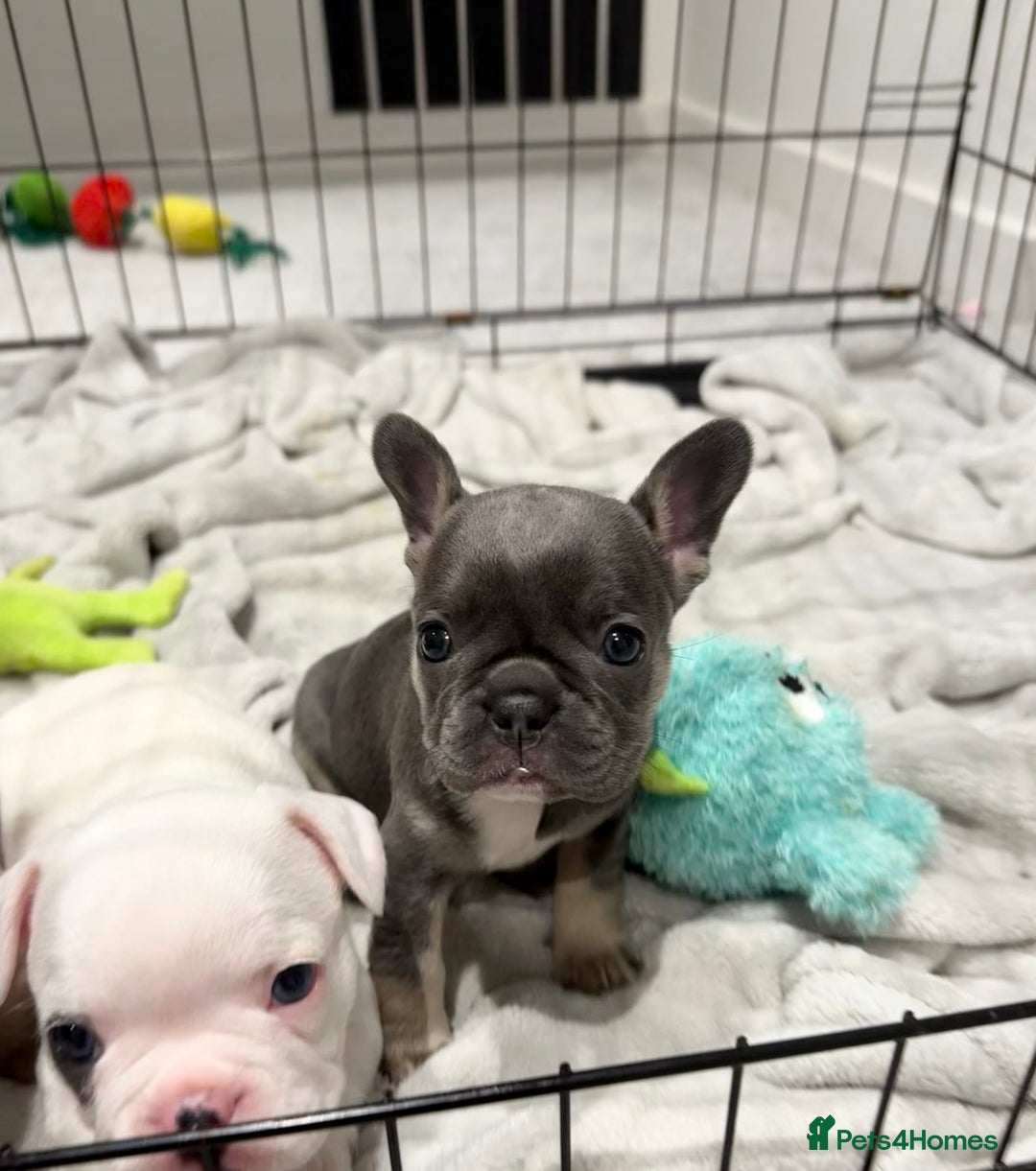 French Bulldog dogs for sale: Beautiful Boy Frenchie Puppy - Image 19