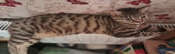 Domestic Shorthair cats for sale: 2 BEAUTIFUL FEMALE CATS - Advert 6