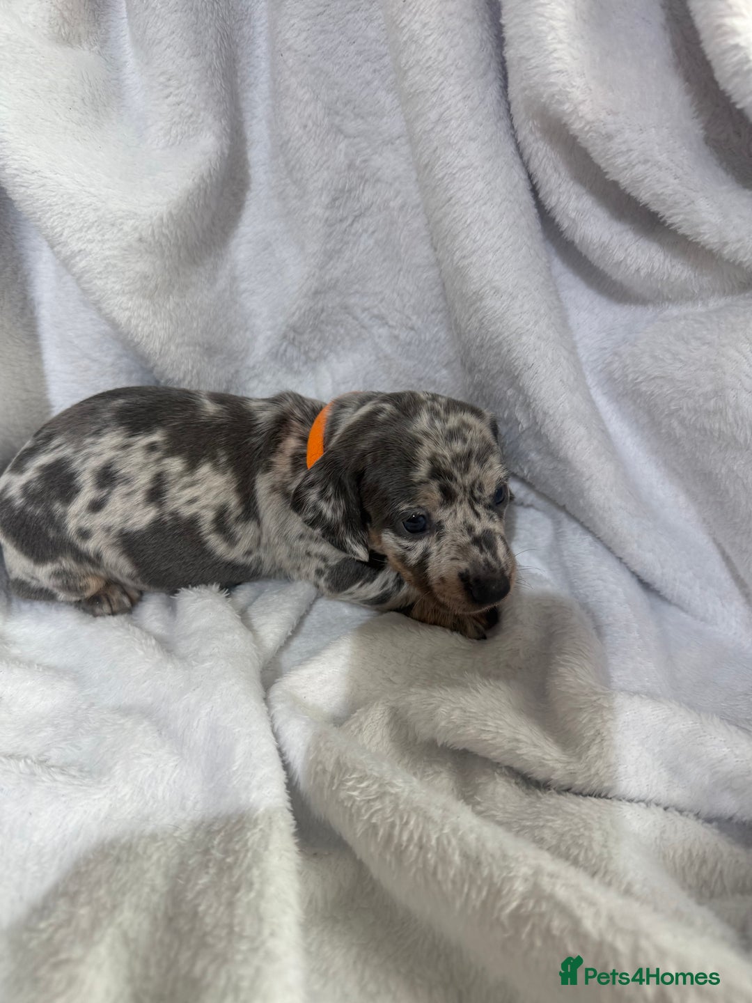 Dachshund dogs for sale: 4 dachshund puppies all females - Advert 11
