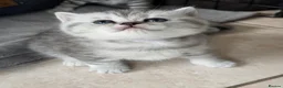 British Shorthair cats for sale: 🐾 Exceptional GCCF British Shorthair Kittens 🐾 - Advert 19