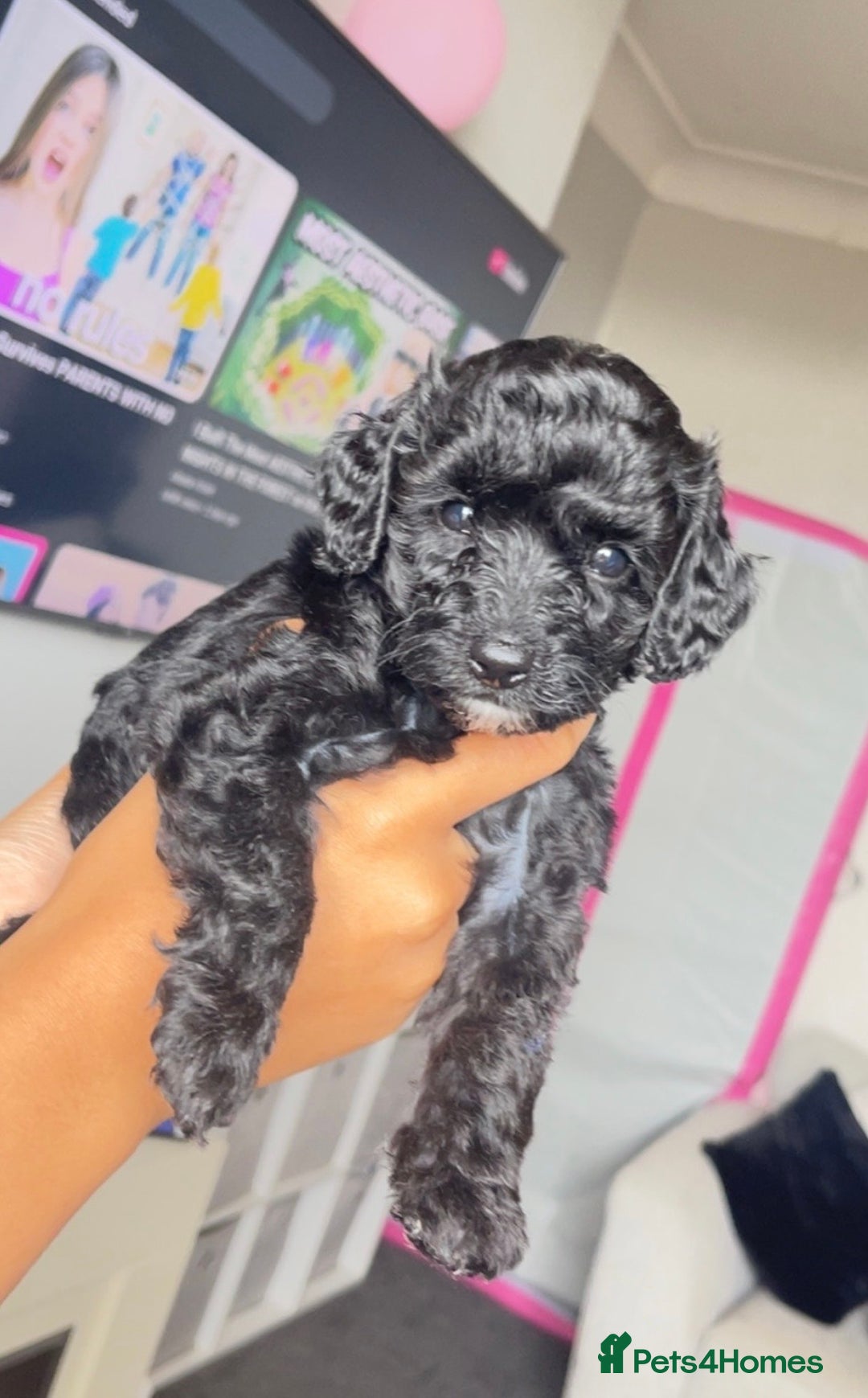 Mixed Breed dogs for sale: Cavapoochon X cockapoo - Image 9