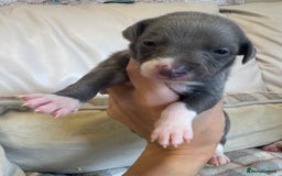 Whippet dogs for sale: KC Registered Blue Whippets - Image 10