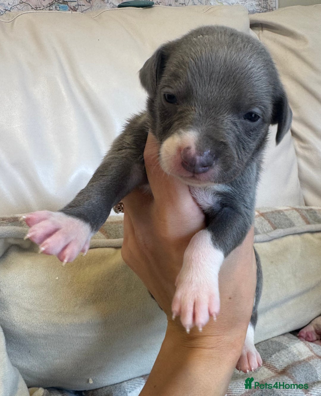 Whippet dogs for sale: KC Registered Blue Whippets - Image 10