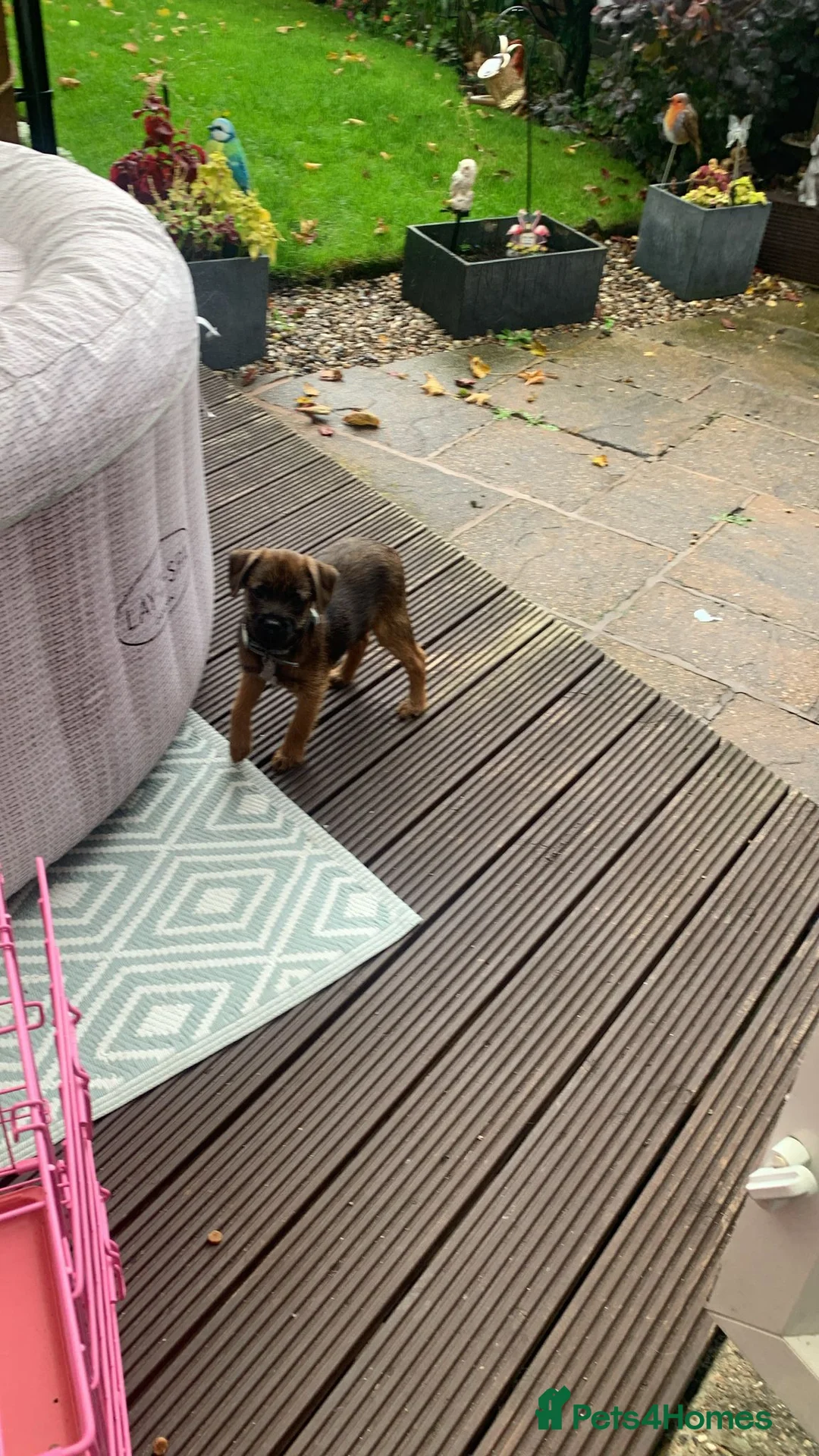 Border Terrier dogs for sale: Male border terrier  - Advert 2