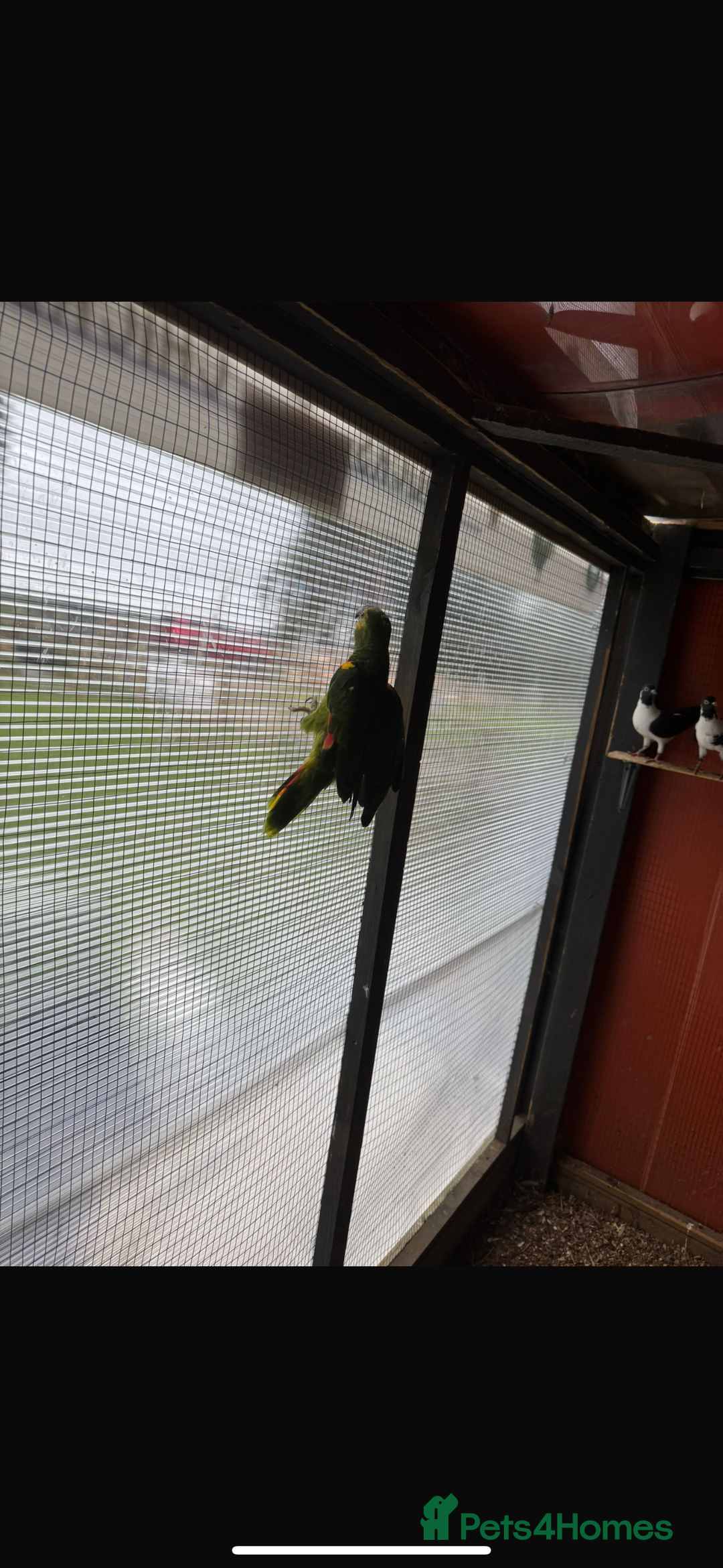 Parrots birds for sale: Ringneck Parrots & Amazon Green - Image 8